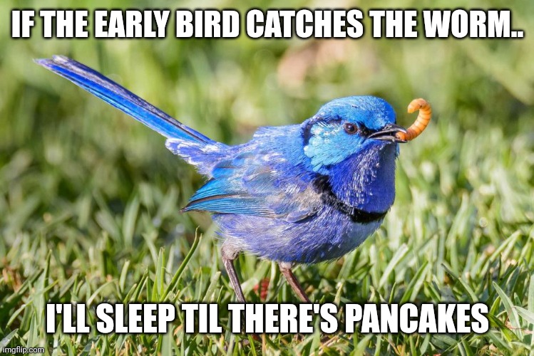 Early bird gets the ... | IF THE EARLY BIRD CATCHES THE WORM.. I'LL SLEEP TIL THERE'S PANCAKES | image tagged in early bird gets the | made w/ Imgflip meme maker