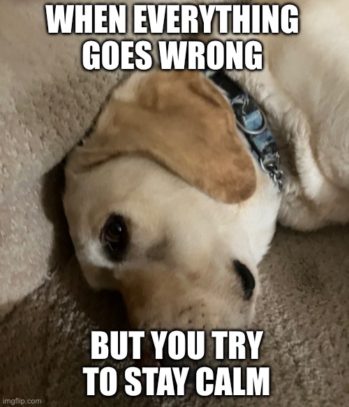 he’s trying | WHEN EVERYTHING GOES WRONG; BUT YOU TRY TO STAY CALM | image tagged in mad,doge,planning | made w/ Imgflip meme maker