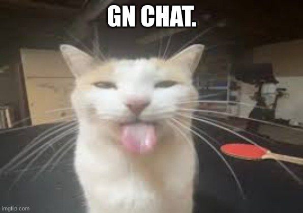 Cat | GN CHAT. | image tagged in cat | made w/ Imgflip meme maker