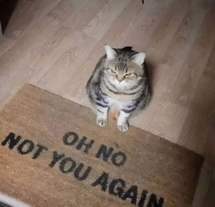High Quality Oh no not you again cat Blank Meme Template