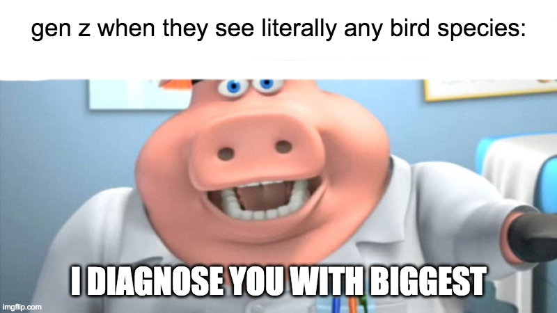 why is to true tho | gen z when they see literally any bird species:; I DIAGNOSE YOU WITH BIGGEST | image tagged in i diagnose you with dead,memes,bird | made w/ Imgflip meme maker