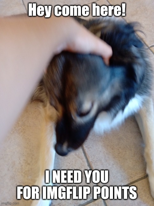 I thought i would have done it with my dog, which looks like a wolf | Hey come here! I NEED YOU FOR IMGFLIP POINTS | made w/ Imgflip meme maker