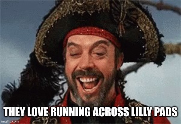 TIM CURRY PIRATE | THEY LOVE RUNNING ACROSS LILLY PADS | image tagged in tim curry pirate | made w/ Imgflip meme maker