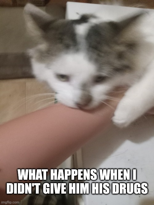 It bites | WHAT HAPPENS WHEN I DIDN'T GIVE HIM HIS DRUGS | image tagged in killer cat | made w/ Imgflip meme maker