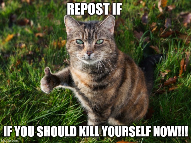 THUMBS UP CAT | REPOST IF; IF YOU SHOULD KILL YOURSELF NOW!!! | image tagged in thumbs up cat | made w/ Imgflip meme maker