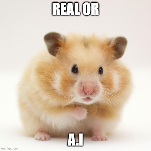 Is it a real stock image or an A.I generated image | REAL OR; A.I | image tagged in hamster,real or ai | made w/ Imgflip meme maker
