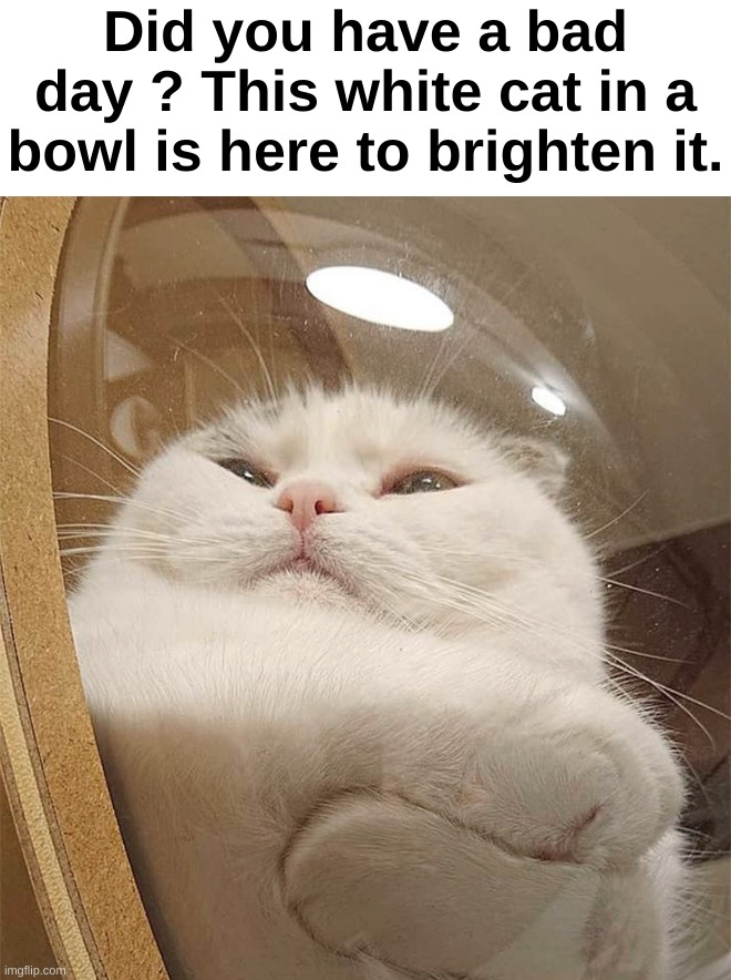 Y'all are having a great day ? | Did you have a bad day ? This white cat in a bowl is here to brighten it. | image tagged in memes,funny,cute,cats,bowl,front page plz | made w/ Imgflip meme maker