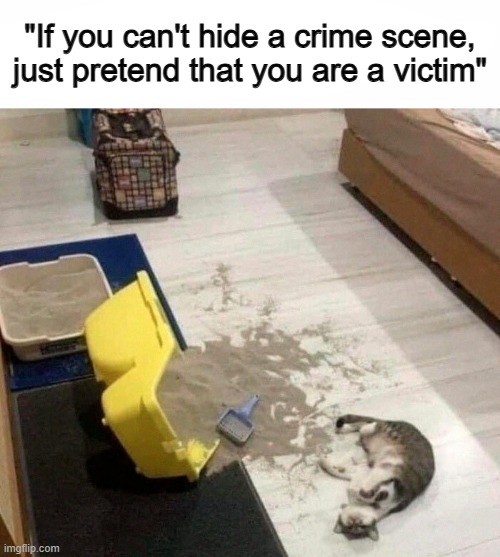 That's one evil cat- | "If you can't hide a crime scene, just pretend that you are a victim" | image tagged in pandemic | made w/ Imgflip meme maker