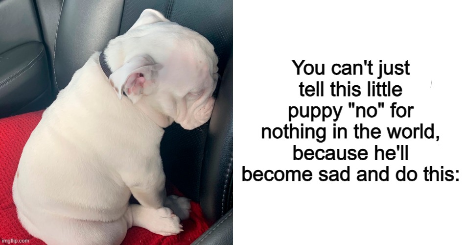 "I'm sorry D:" | You can't just tell this little puppy "no" for nothing in the world, because he'll become sad and do this: | made w/ Imgflip meme maker