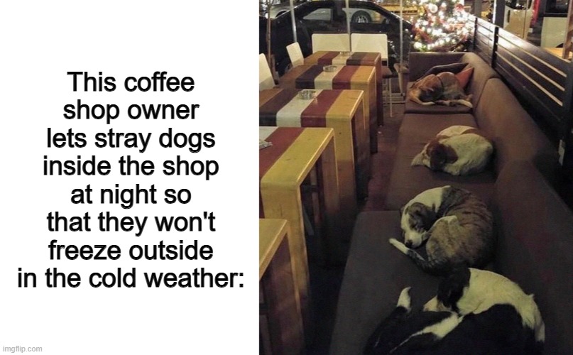 We still have good people out there <3 | This coffee shop owner lets stray dogs inside the shop at night so that they won't freeze outside in the cold weather: | image tagged in blank white template | made w/ Imgflip meme maker