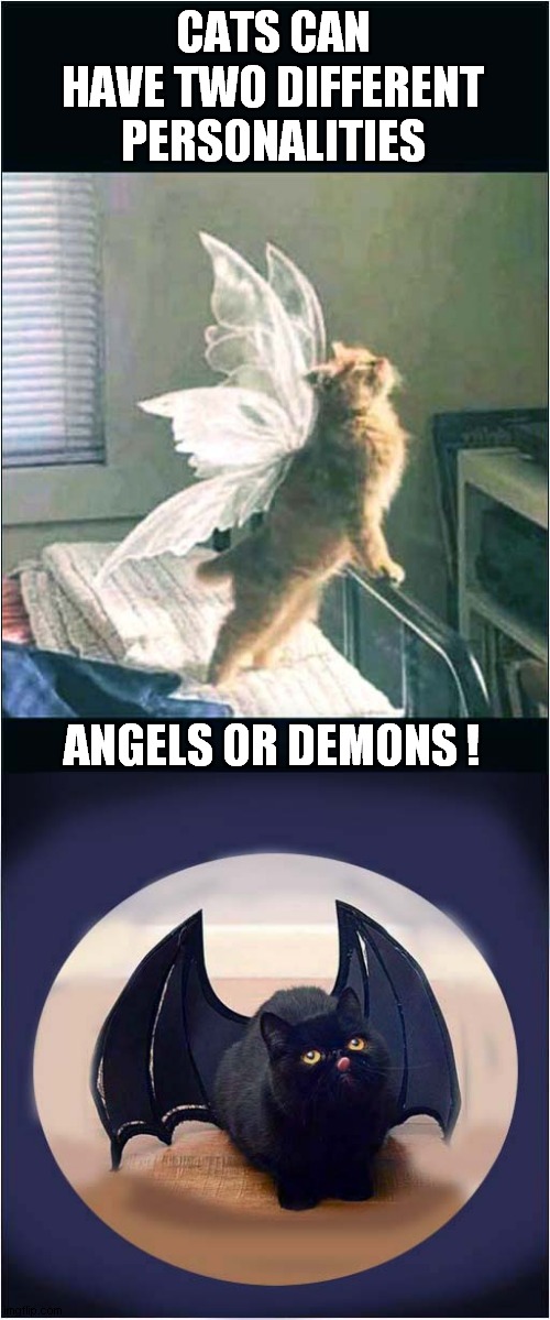 Traits ! | CATS CAN HAVE TWO DIFFERENT PERSONALITIES; ANGELS OR DEMONS ! | image tagged in cats,personality,traits,angels,demons | made w/ Imgflip meme maker