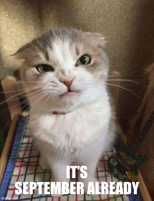 Angry cat | IT’S SEPTEMBER ALREADY | image tagged in angry cat | made w/ Imgflip meme maker