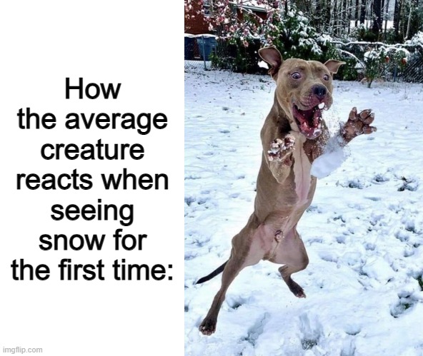 That dog looks shocked :O | How the average creature reacts when seeing snow for the first time: | image tagged in blank white template | made w/ Imgflip meme maker