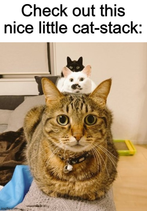 :] | Check out this nice little cat-stack: | made w/ Imgflip meme maker