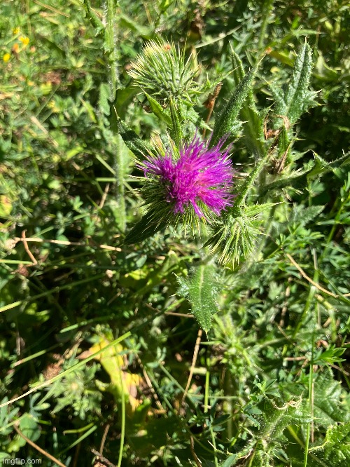 A picture of thistle I took | image tagged in flowers,pretty | made w/ Imgflip meme maker