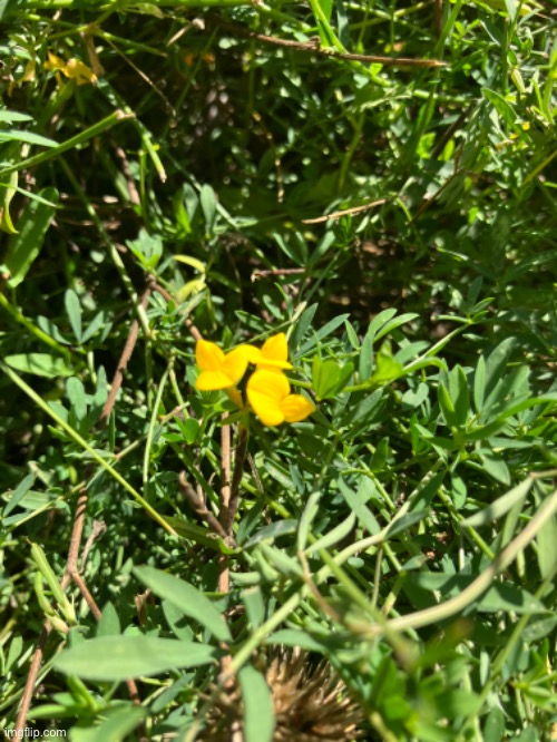 A picture of a yellow clover flower I took | image tagged in flowers,pretty | made w/ Imgflip meme maker