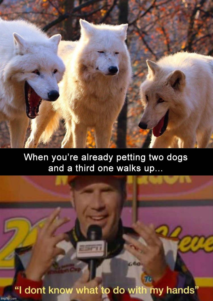 image tagged in the three wolves,dogs | made w/ Imgflip meme maker