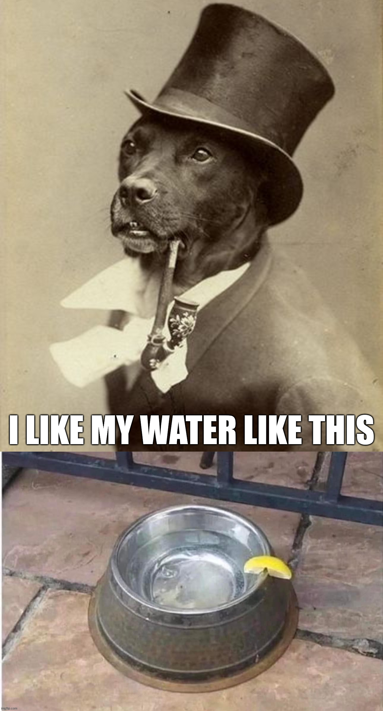 I LIKE MY WATER LIKE THIS | image tagged in fancy dog | made w/ Imgflip meme maker