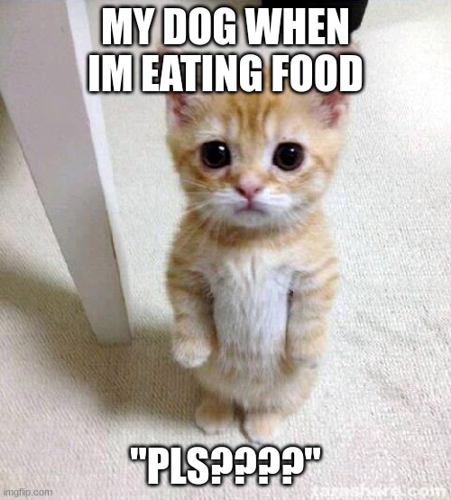 dog #2 | MY DOG WHEN IM EATING FOOD; "PLS????" | image tagged in memes,cute cat,dog | made w/ Imgflip meme maker