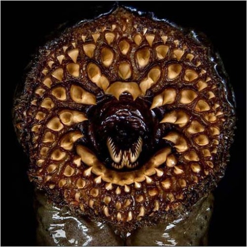 The Mouth Of A Lamprey Eel ! | image tagged in lamprey,eel | made w/ Imgflip meme maker