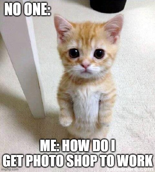Cute Cat | NO ONE:; ME: HOW DO I GET PHOTO SHOP TO WORK | image tagged in memes,cute cat | made w/ Imgflip meme maker