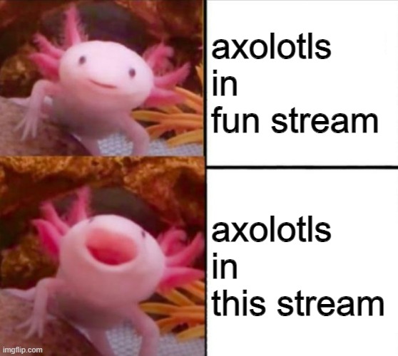 axolotls here! | axolotls in fun stream; axolotls in this stream | image tagged in axolotl drake | made w/ Imgflip meme maker