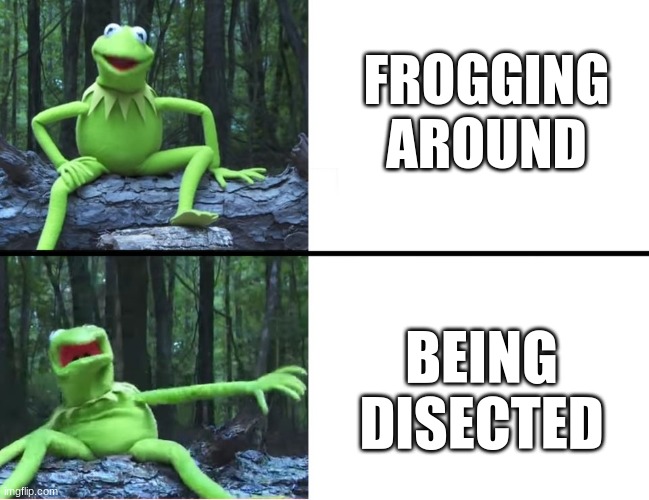 Kermit Scared | FROGGING AROUND BEING DISECTED | image tagged in kermit scared | made w/ Imgflip meme maker