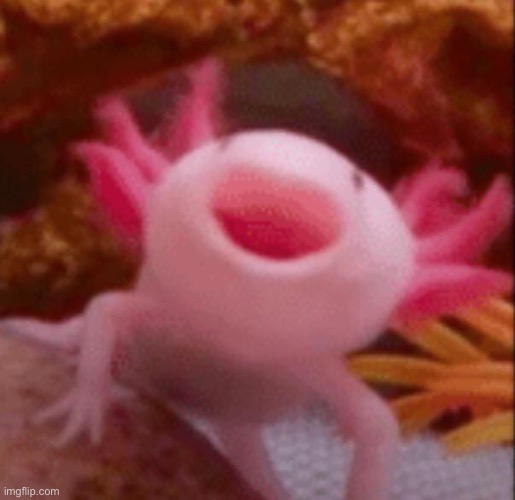 Axolotls are beautiful creatures! | image tagged in happy axolotl | made w/ Imgflip meme maker