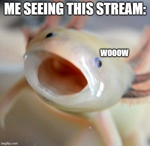 nice stream tbh | ME SEEING THIS STREAM:; WOOOW | image tagged in axolotl | made w/ Imgflip meme maker
