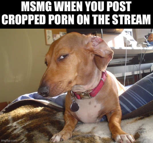 Yes | MSMG WHEN YOU POST CROPPED PORN ON THE STREAM | image tagged in suspicious dog | made w/ Imgflip meme maker