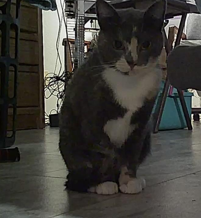 Gypsy - cat predator JPP Blank Meme Template