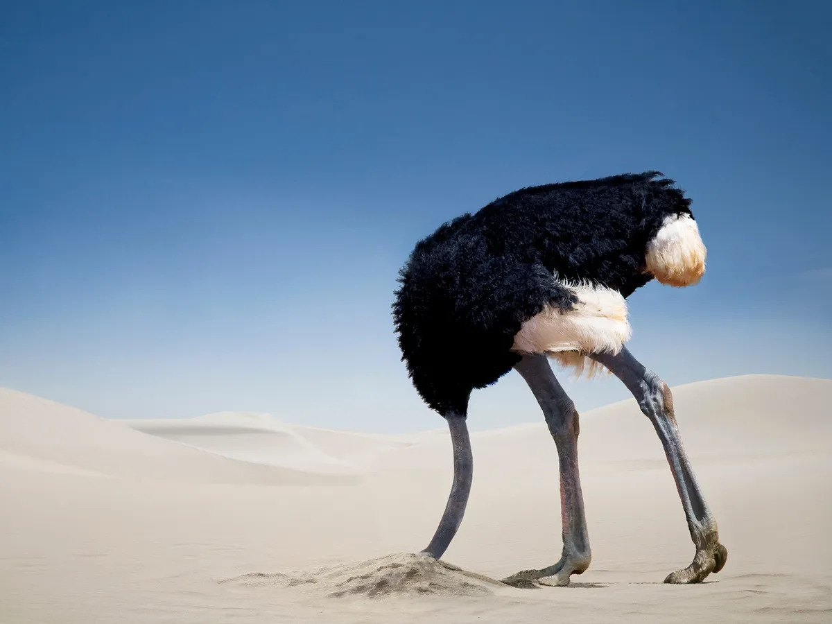 High Quality Ostrich's head buried in the sand Blank Meme Template