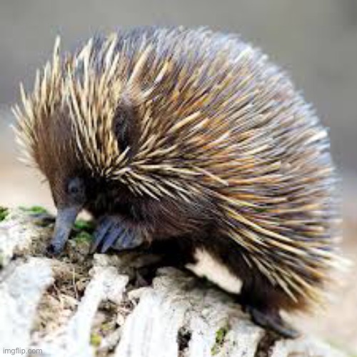 Echidna | image tagged in echidna | made w/ Imgflip meme maker