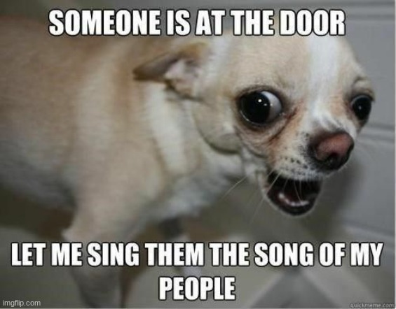 image tagged in dogs,funny dogs,ugly dog,chihuahua,funny chihuahua,dog | made w/ Imgflip meme maker