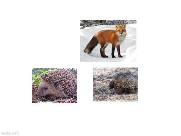 Blank White Template | image tagged in blank white template,sonic the hedgehog | made w/ Imgflip meme maker