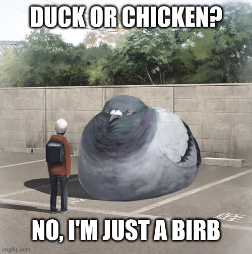 Beeg Birb | DUCK OR CHICKEN? NO, I'M JUST A BIRB | image tagged in beeg birb | made w/ Imgflip meme maker
