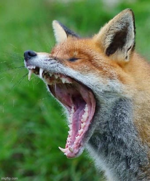 A- | image tagged in red fox | made w/ Imgflip meme maker