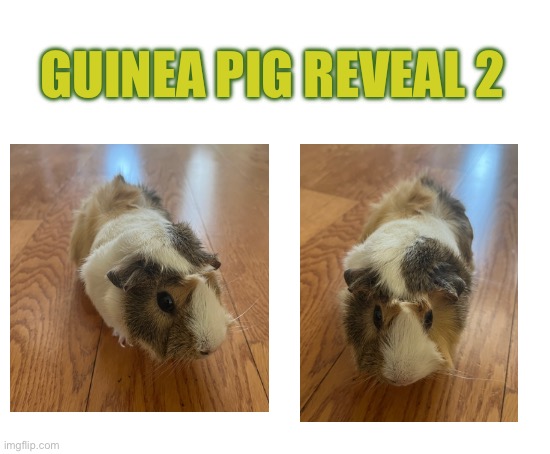 Don’t be tricked, she can scratch | GUINEA PIG REVEAL 2 | image tagged in blank white template | made w/ Imgflip meme maker