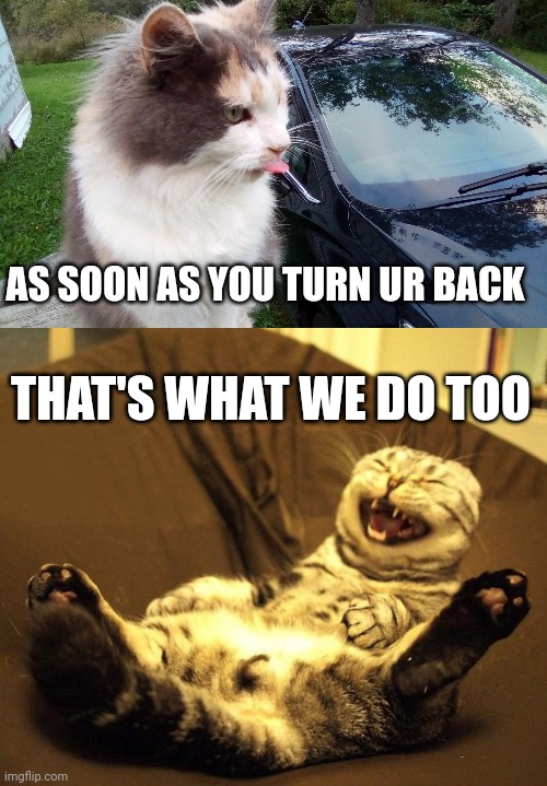 AS SOON AS YOU TURN UR BACK; THAT'S WHAT WE DO TOO | image tagged in patchy,laughing cat | made w/ Imgflip meme maker