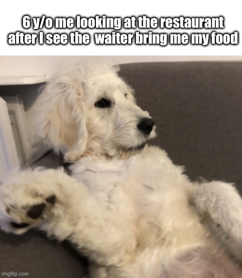 Dog sitting up straight | 6 y/o me looking at the restaurant after I see the  waiter bring me my food | image tagged in dog sitting up straight | made w/ Imgflip meme maker