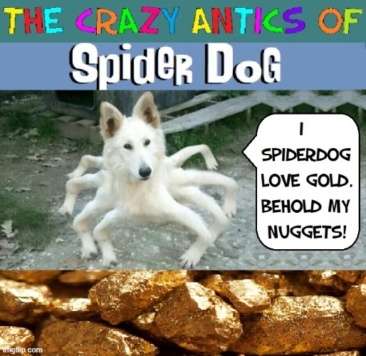 CRAZY ANTIC ONE:  Spider Dog Reveals His Nuggets | image tagged in vince vance,memes,spiders,dogs,gold,nuggets | made w/ Imgflip meme maker