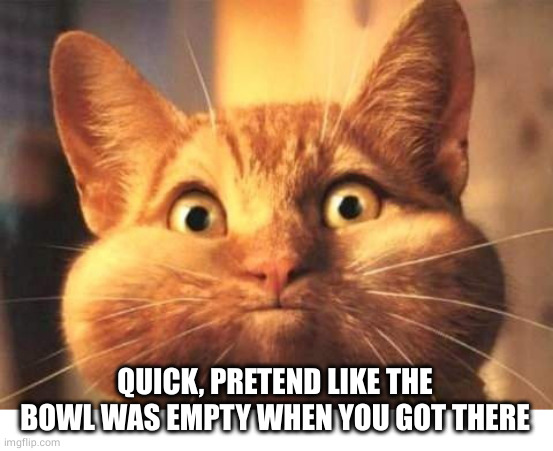 Full Mouth Cat | QUICK, PRETEND LIKE THE BOWL WAS EMPTY WHEN YOU GOT THERE | image tagged in full mouth cat | made w/ Imgflip meme maker