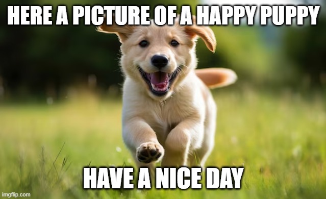 Have A Nice Day | HERE A PICTURE OF A HAPPY PUPPY; HAVE A NICE DAY | image tagged in puppy,cute,cute dog,wholesome | made w/ Imgflip meme maker