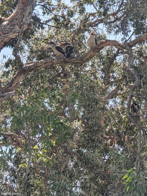 3 Kookaburras I saw at school | made w/ Imgflip meme maker