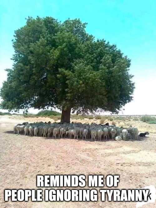 Sheeple in the Shade | REMINDS ME OF PEOPLE IGNORING TYRANNY | image tagged in sheeple | made w/ Imgflip meme maker