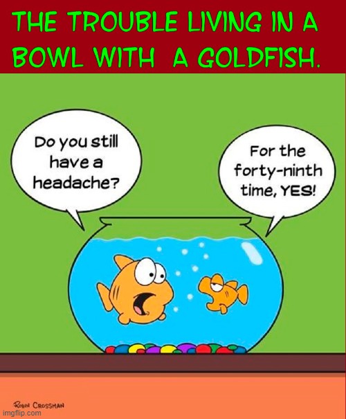 Brandon, the Forgetful Goldfish | image tagged in vince vance,goldfish,bad memory,memes,comics/cartoons,goldfish bowl | made w/ Imgflip meme maker