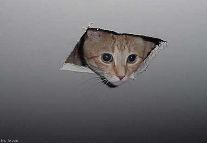 Ceiling Cat High-Res | image tagged in ceiling cat high-res | made w/ Imgflip meme maker