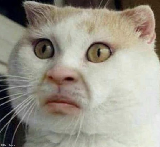 Cursed cat | image tagged in cursed cat | made w/ Imgflip meme maker