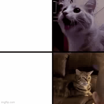 Cat GIF Editor