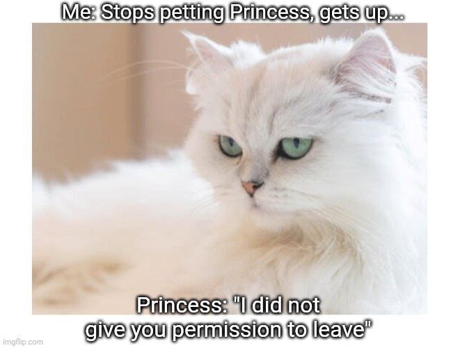 Princess | Me: Stops petting Princess, gets up... Princess: "I did not give you permission to leave" | image tagged in cute cat,cats,rule | made w/ Imgflip meme maker